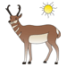 Cute Antelope Coloring Pages